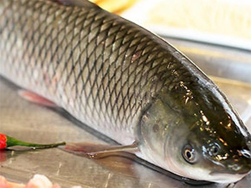 草魚