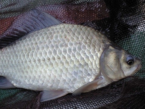 大頭魚