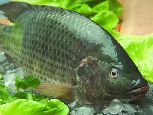 福壽魚