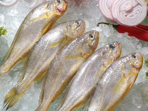 黃花魚
