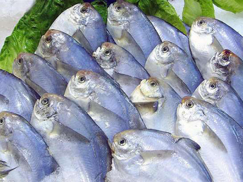 鯧魚